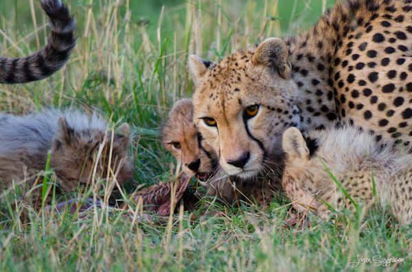 Female Cheetah
