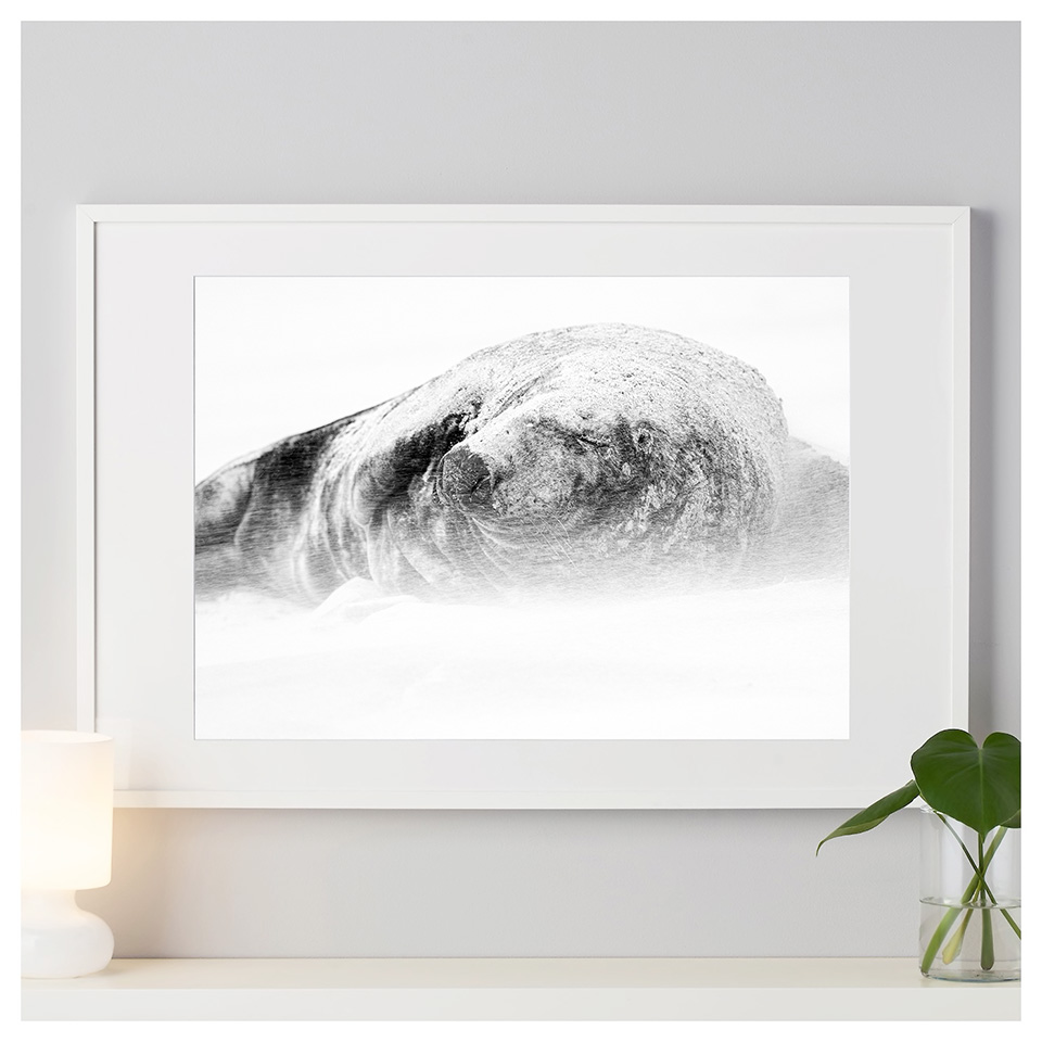 Photography fine art print in black and white of a Grey seal bull on a beach in the UK.