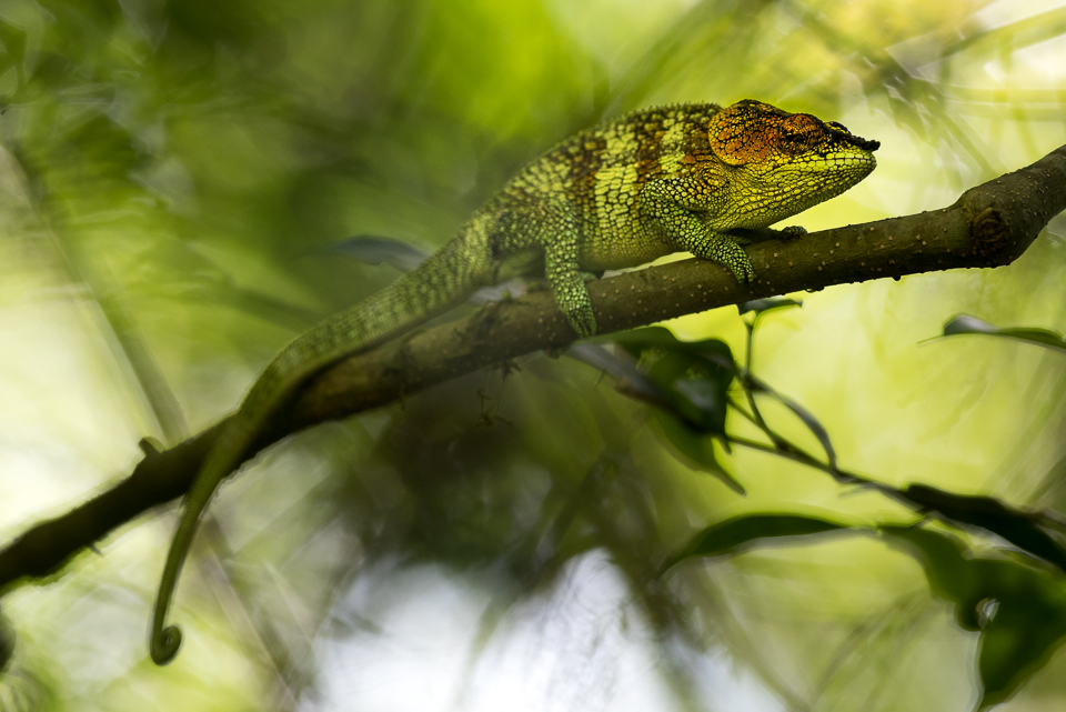 Colourful Elephant-eared chameleon in Amber Mountain National Park in northern Madagascar.