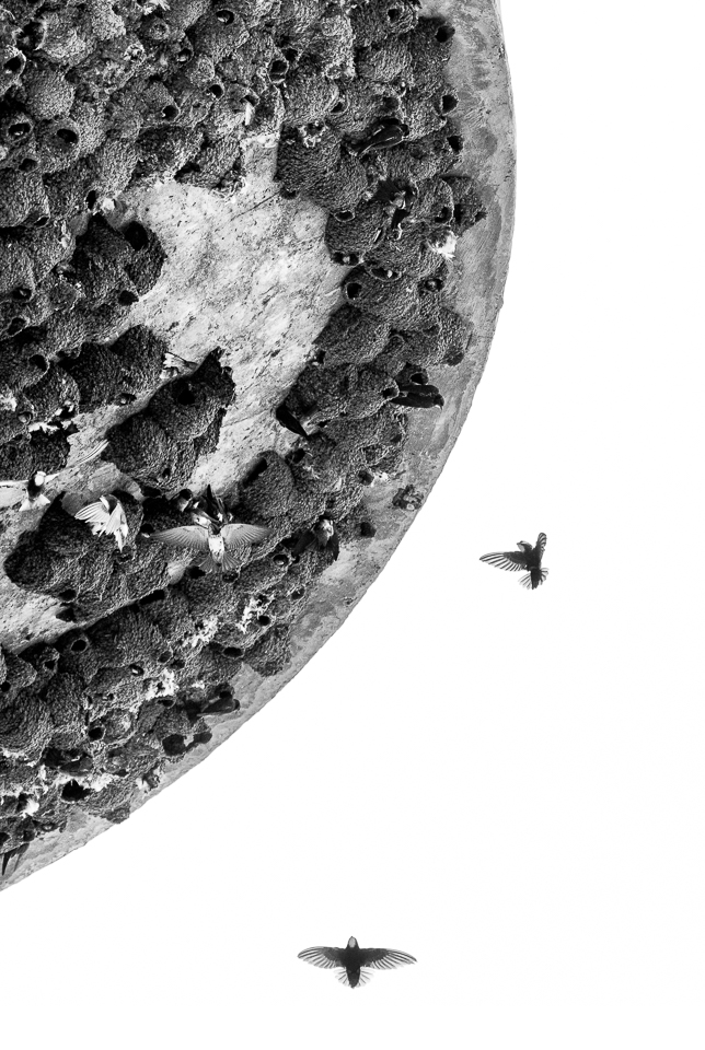 "Around the World" 
Fine art animal photography black and white print from my Premium Collection.  
The colonisation of an old water tower by swallows and swifts somewhere along National Route 14 Between Pretoria and Upington in South Africa. 