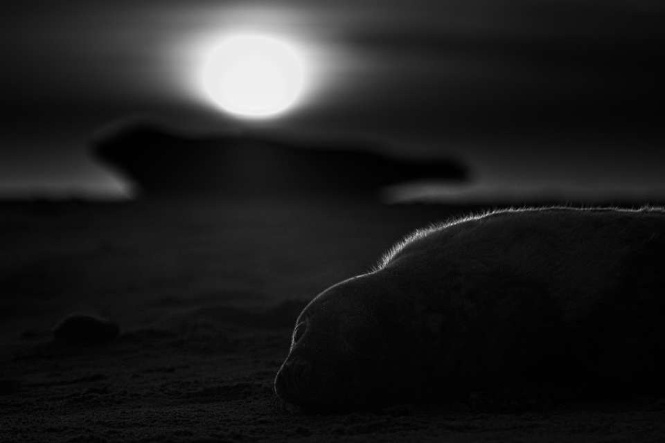 "Walking with Seals" 
Fine art animal photography black and white print from my Premium Collection.  
Two Grey seals at a beach in the UK with the rising sun as a background. 