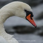 swedish coast | swan