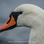 swedish coast | swan