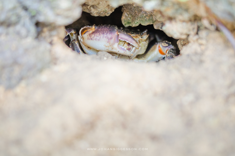 Maltese fresh water crab in its burrow (Qabru in Maltese)