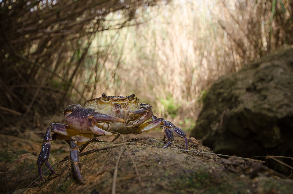 Maltese fresh water crab (Qabru in Maltese)
