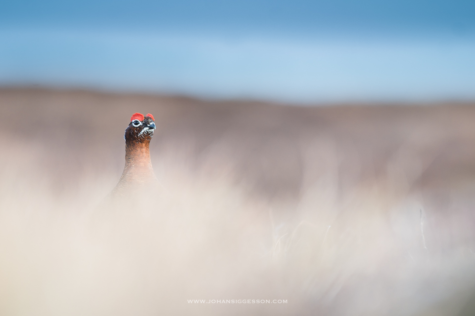 Red Grouse in Scotland
