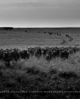 Maasai Mara Diary – Day 6