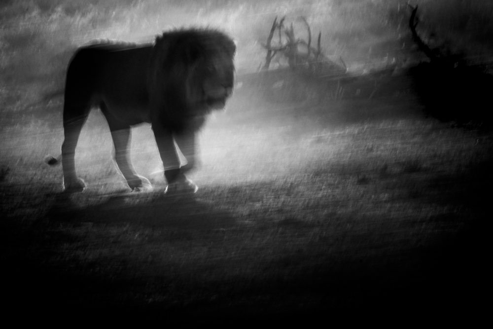 Through the Dust | Lion in Kalahari