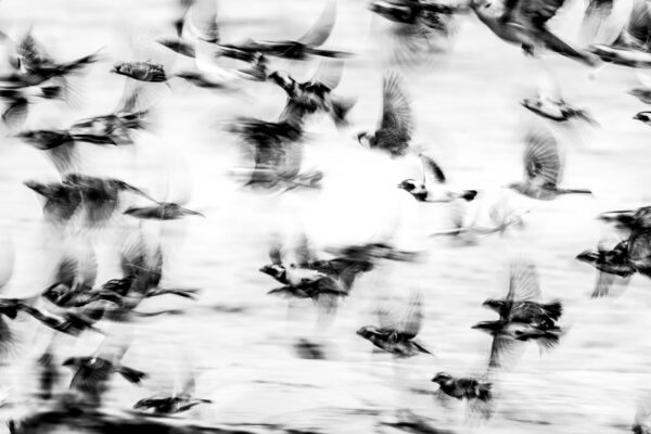Cape Sparrows fleeing the waterhole