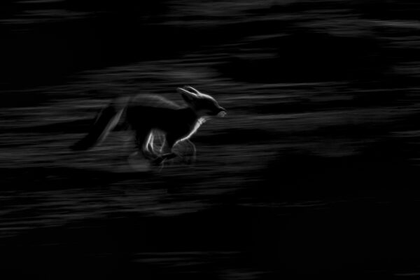 Cape fox running