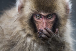 From me to you | Fine art print of Japanese macaque
