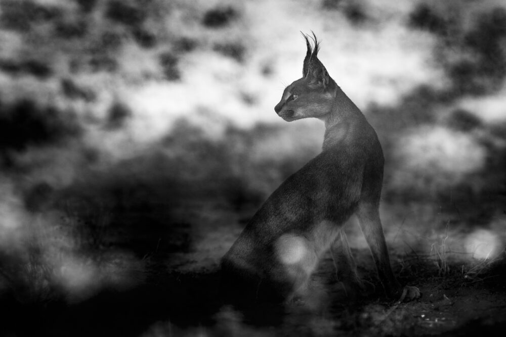 Black and White Caracal