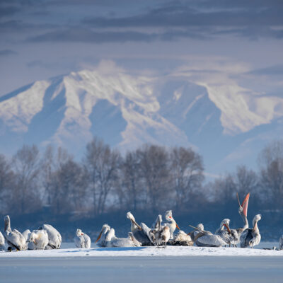 Dalmatian Pelicans on ice with mountain backdrop