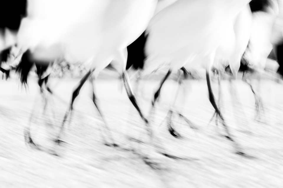 Black and White animal Picture | Cranes, Japan