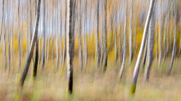 Swedish birch forest
