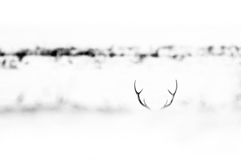Fine Art Animal Photography | Deer in Japan