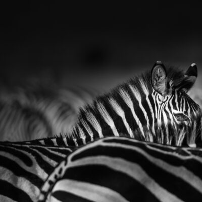 African Wildlife | Zebra Portraits