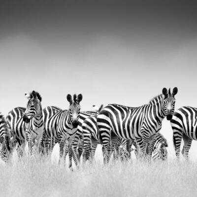 Dazzle of Zebras from the Masai Mara