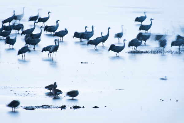 Common Cranes at Lake Hornborga in Sweden