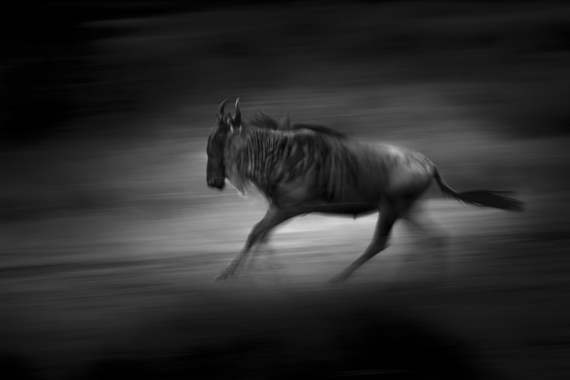 Running Wildebeest captured with a longer-than-usual shutter speed in Masai Mara, Kenya