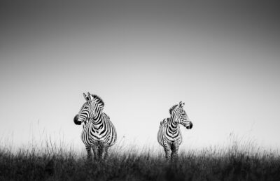 Zebras on Plain
