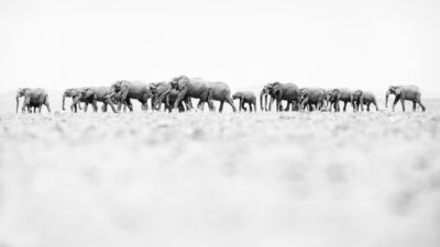 Elephants on Lake Amboseli